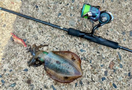 エギング秋シーズン開幕！ ～越前海岸～